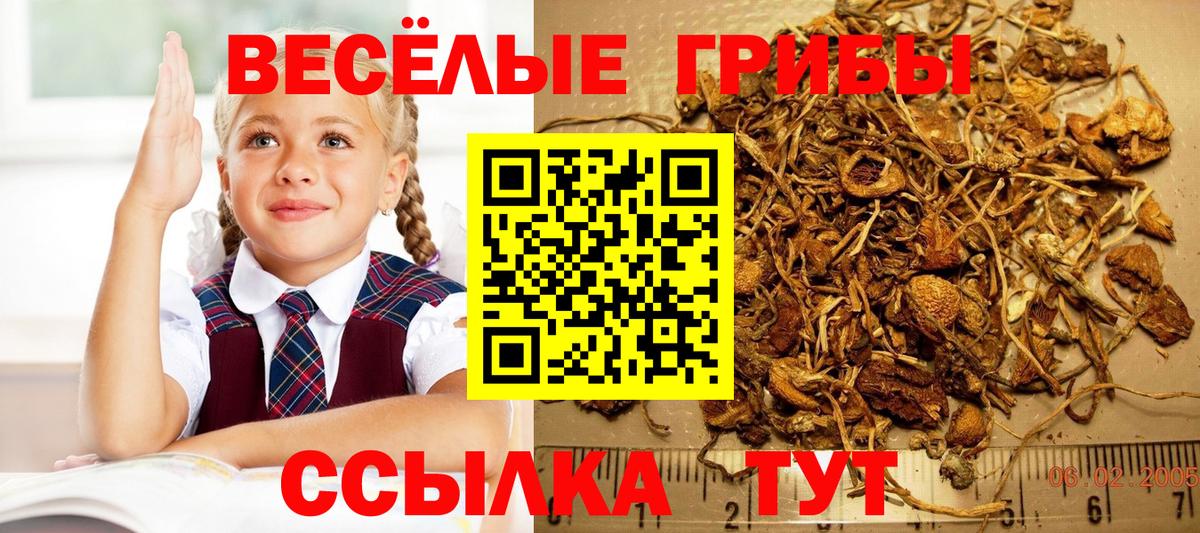 Кувандык  Псилоцибиновые грибы прущие грибы  Вход с VPN  купить наркотик  Галлюциногенные грибы GOLDEN TEACHER 